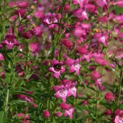 Red Rocks® Penstemon -Garden Outfitters Store penstemon x mexicali red rocks 21 plant select 1