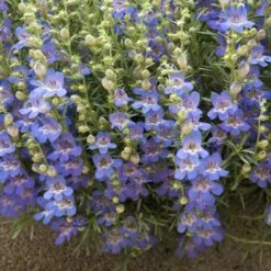 Garden Outfitters Store -Garden Outfitters Store penstemon blue lips 78798 1 web