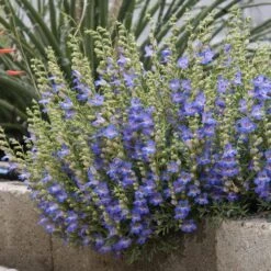 Blue Lips Penstemon -Garden Outfitters Store penstemon blue lips 78798 2 web