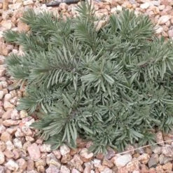 Blue Lips Penstemon -Garden Outfitters Store penstemon blue lips 78798 3 web