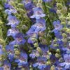 Blue Lips Penstemon 2 Blue Lips Penstemon -Garden Outfitters Store penstemon blue lips 78798 4 web