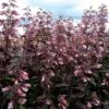 Dark Towers Penstemon -Garden Outfitters Store penstemon dark towers 1b