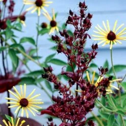Dark Towers Penstemon 12 Dark Towers Penstemon -Garden Outfitters Store penstemon dark towers 3b