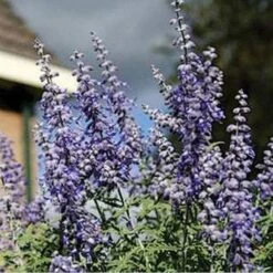 Lacey Blue Russian Sage -Garden Outfitters Store perovskia atriplicifolia lacy blue 76615 2 web