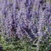 Lacey Blue Russian Sage 2 Lacey Blue Russian Sage -Garden Outfitters Store perovskia atriplicifolia lacy blue 76615 3 web