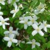 Desert Snow Mock Orange (Philadelphus) -Garden Outfitters Store philadelphus microphyllus desert snow