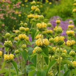 Hardy Jerusalem Sage (Phlomis) -Garden Outfitters Store phlomis russeliana lampwick plant jerusalum sage 2