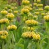 Hardy Jerusalem Sage (Phlomis) -Garden Outfitters Store phlomis russeliana lampwick plant jerusalum sage 3