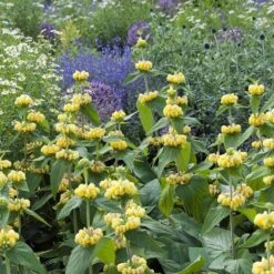 Hardy Jerusalem Sage (Phlomis) -Garden Outfitters Store phlomis russeliana lampwick plant jerusalum sage 4