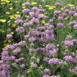 Kashmir False Sage (Phlomis) -Garden Outfitters Store phlomis cashmeriana 77103 1 web