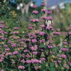 Kashmir False Sage (Phlomis) -Garden Outfitters Store phlomis cashmeriana 77103 3 web