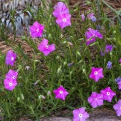 Perfect Pink Santa Fe Phlox -Garden Outfitters Store phlox nana perfect pink 1