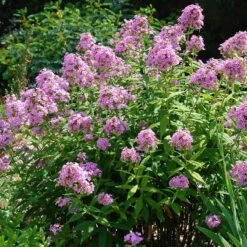 Jeana Garden Phlox -Garden Outfitters Store phlox paniculata jeana flowers