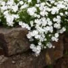 Snowflake Creeping Phlox -Garden Outfitters Store phlox subulata snowflake 1