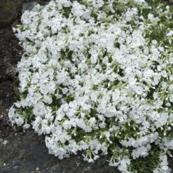 Snowflake Creeping Phlox 7 Snowflake Creeping Phlox -Garden Outfitters Store phlox subulata snowflake 3