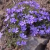 Violet Pinwheels Phlox -Garden Outfitters Store phlox violet pinwheels 1