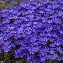 Violet Pinwheels Phlox -Garden Outfitters Store phlox violet pinwheels 3