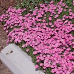 Perfect Pink Santa Fe Phlox -Garden Outfitters Store phlox nana perfect pink 77114 2 web 1