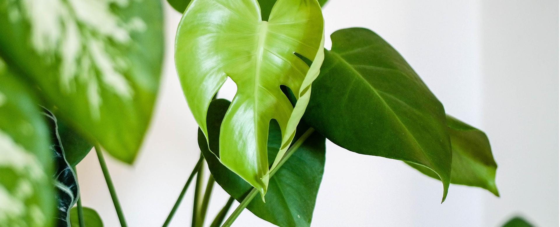 Garden Outfitters Store -Garden Outfitters Store plant 4427146 1920 1