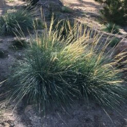 Mini Oat Grass (Poa) -Garden Outfitters Store poa secunda var juncifolia garden growing