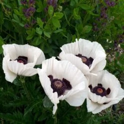 Royal Wedding Oriental Poppy -Garden Outfitters Store poppy royal wedding and baptisia twilight ablanton