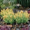 Poquito™ Butter Yellow Agastache -Garden Outfitters Store poquito butter yellow agastache 1