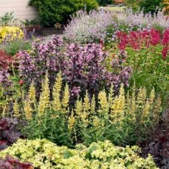 Poquito™ Butter Yellow Agastache -Garden Outfitters Store poquito butter yellow agastache 2