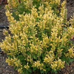 Poquito™ Butter Yellow Agastache -Garden Outfitters Store poquito butter yellow agastache 3