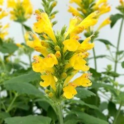 Poquito™ Butter Yellow Agastache -Garden Outfitters Store poquito butter yellow agastache 4