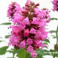 Poquito™ Lavender Agastache -Garden Outfitters Store poquito lavender agastache close up