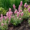 Poquito™ Lavender Agastache -Garden Outfitters Store poquito lavender agastache garden