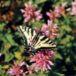 Poquito™ Lavender Agastache -Garden Outfitters Store poquito lavender agastache pollinator