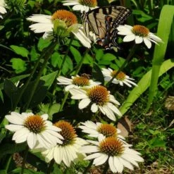 PowWow® White Echinacea -Garden Outfitters Store powwow white coneflower 1