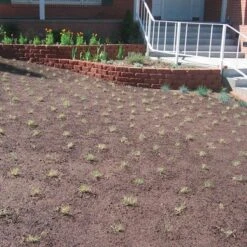 Prestige™ Buffalo Grass Plugs 10 Prestige™ Buffalo Grass Plugs -Garden Outfitters Store prestige just planted plugs close 1