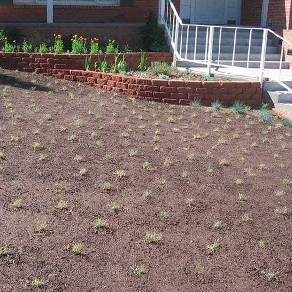 Prestige™ Buffalo Grass Plugs 6 Prestige™ Buffalo Grass Plugs - Image 5