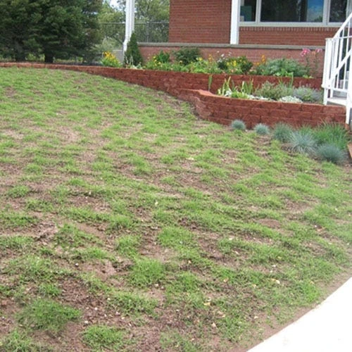 Prestige™ Buffalo Grass Plugs 5 Prestige™ Buffalo Grass Plugs - Image 4