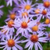 Professor Kippenberg New York Aster -Garden Outfitters Store professor kippenberg aster