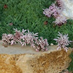 Carpeting Pincushion Flower (Pterocephalus) -Garden Outfitters Store pterocephalus depressus pat hayward plant select cropped