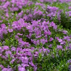 Purple Beauty Creeping Phlox -Garden Outfitters Store purple beauty creeping phlox groundcover 1