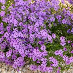 Purple Beauty Creeping Phlox -Garden Outfitters Store purple beauty creeping phlox rock garden
