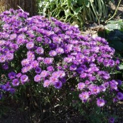 Purple Dome New England Aster -Garden Outfitters Store purple dome ne aster 3