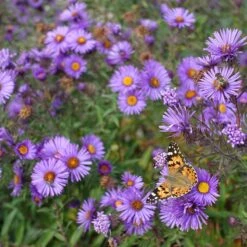 Purple Dome New England Aster -Garden Outfitters Store purple dome ne aster 4
