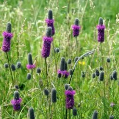 Little Prairie Native Wildflower Seed Mix -Garden Outfitters Store purple prairie clover little prairie native mix