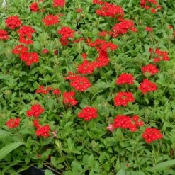 Red Devil Perennial Verbena -Garden Outfitters Store red devils perennials verbena 2