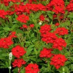 Red Devil Perennial Verbena -Garden Outfitters Store red devils perennials verbena