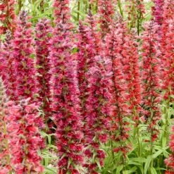 Red Feathers (Echium) -Garden Outfitters Store red feathers 2
