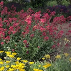Red Valerian (Centranthus) -Garden Outfitters Store red valerian 1