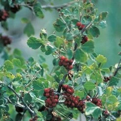 Three-Leaf Sumac (Rhus) -Garden Outfitters Store rhus trilobata 1 1