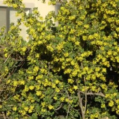 Crandall's Clove Scented Currant (Ribes) -Garden Outfitters Store ribes odoratum crandali close up of flwr