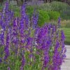 Rocky Mountain Penstemon -Garden Outfitters Store rocky mountain penstemon strictu